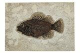 Fossil Fish (Cockerellites) - Wyoming #251910-1